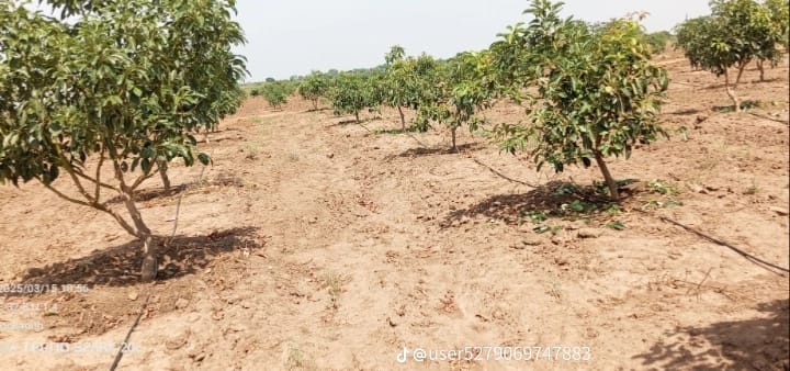 hass avocado seedlings