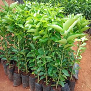 citrus seedlings