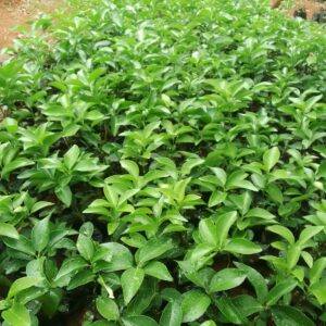 citrus seedlings
