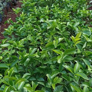 citrus seedlings