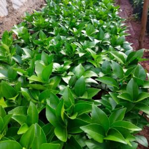 citrus seedlings