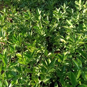 citrus seedlings