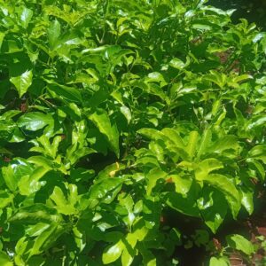 passion seedlings