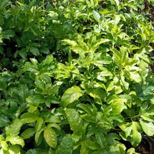 passion seedlings