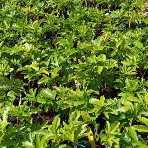 passion seedlings
